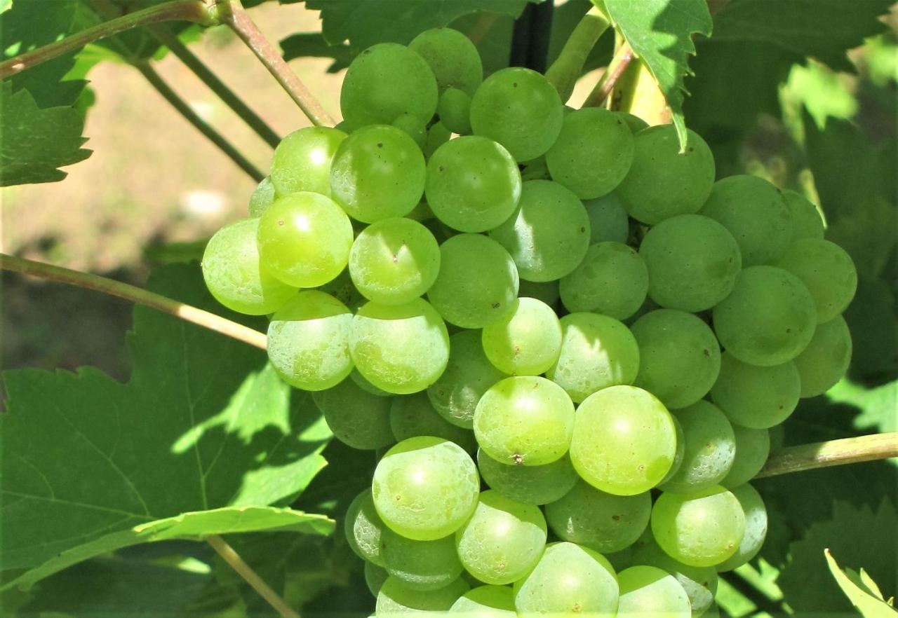 Mergl'S باد شونبورن المظهر الخارجي الصورة